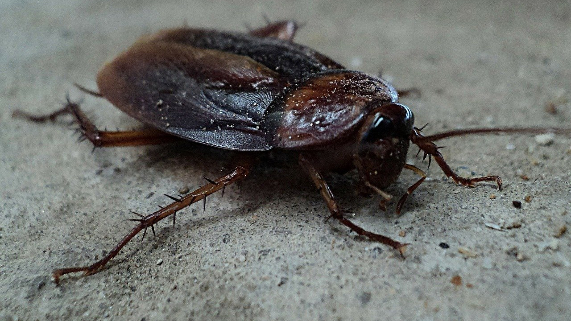 Les techniciens en désinfection de blattes et cafards : des experts pour éliminer ces nuisibles